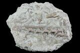 Archimedes Screw Bryozoan Fossil - Illinois #74307-1
